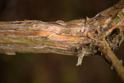 Heptacodium miconioides - heptakodium jasmínovité - kůra